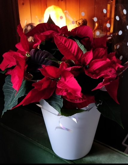 Picture of Red Poinsettia Plant - Perfect for Christmas
