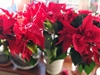 Picture of Red Poinsettia Plant - Perfect for Christmas