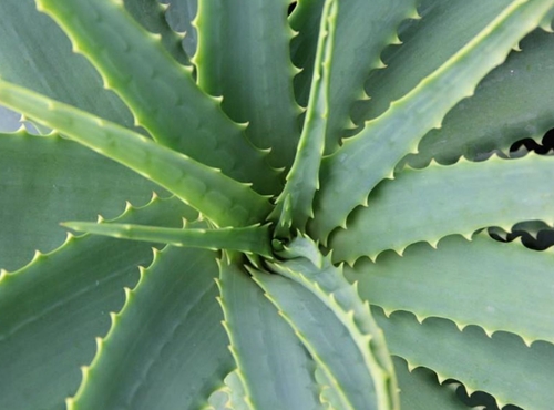 How can Aloe Vera help improve your bedroom's air quality?