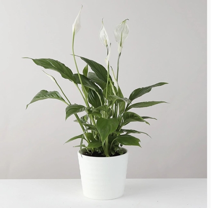 Picture of PEACE LILY PLANT IN WHITE CERAMIC POT