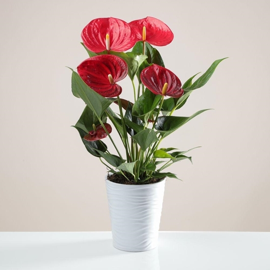 Picture of RED ANTHURIUM