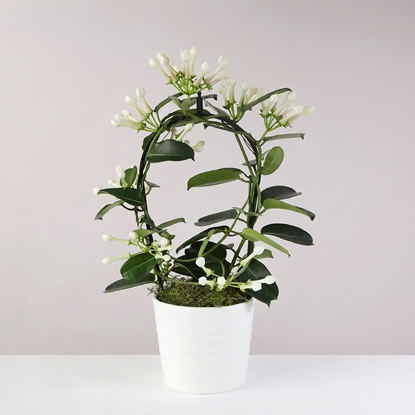 Picture of STEPHANOTIS PLANTER