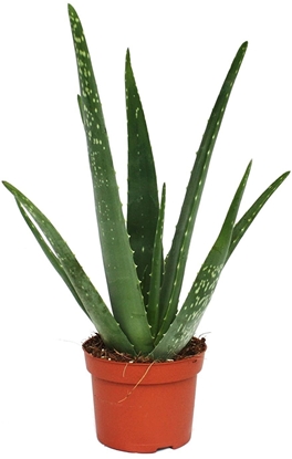 Picture of Aloe Vera  Mini Plant 