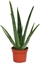 Picture of Aloe Vera  Mini Plant 