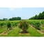 Picture of Chilford Hall Vineyard Tour and Tasting with Afternoon Tea for Two