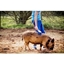 Picture of Piggy Pet and Play for Two at Kew Little Pigs