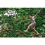 Picture of Junior Tree Top Adventure for One at Go Ape