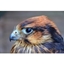 Picture of Birds of Prey Experience with Cream Tea for Two at Willows Bird of Prey Centre