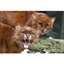 Picture of Zookeeper Experience for Two at Ark Wildlife Park