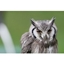 Picture of Birds of Prey Experience in the West Midlands