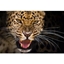 Picture of Big Cat Encounter at The Big Cat Sanctuary – Weekdays
