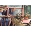 Picture of A Day on The Farm with a Deer Safari for Two Adults at Snettisham Park