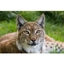 Picture of Big Cat Encounter at The Big Cat Sanctuary – Weekends