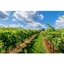 Picture of Vineyard Tour with Wine Tasting for Two at Kingscote Estate