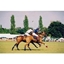 Picture of Discover Polo Experience at Westcroft Park