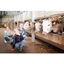 Picture of Animal Keeper Experience for Two at Thornton Hall Country Park