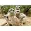 Picture of Meerkat Encounter at Drusillas Zoo Park