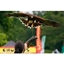 Picture of VIP Falconry Experience at Sussex Falconry