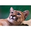 Picture of Ranger for a Day at The Big Cat Sanctuary – Weekdays