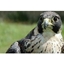 Picture of Birds of Prey Experience in Fife