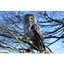 Picture of VIP Owl Experience at Sussex Falconry