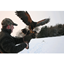 Picture of Bird of Prey Half Day Experience UK Wide