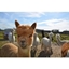 Picture of Family Adventure at Alpaca Annie