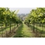 Picture of British Vineyard Tour and Tasting with Lunch for Two