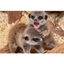 Picture of Meerkat Experience for Two Adults and Two Children at The Animal Experience