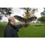 Picture of Bird of Prey Day UK Wide