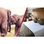 Picture of Adult Entry to Whipsnade Zoo with Overnight Stay at Aubrey Park Hotel