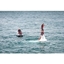 Picture of 30 Minute One to One Flyingboarding Lesson for Two at Fly Newquay