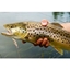 Picture of Introduction to Trout Fly Fishing Experience for One