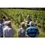 Picture of Vineyard Tour with Wine Tasting at Chapel Down Winery for Two