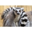 Picture of Meet the Lemurs Experience for Two at Ventura Wildlife Park