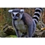 Picture of Exotic Zoo Entry and a 30 Minute Lemur Experience for Two
