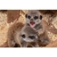 Picture of 2 for 1 Meet the Meerkats at The Animal Experience