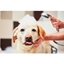 Picture of Dog Grooming Diploma Online Course for One