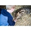 Picture of A Choice of One Hour Animal Experience for Two at Hoo Farm Animal Kingdom