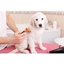 Picture of Four Online Complete Animal Care Courses for One