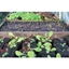 Picture of Online Self Sufficient Vegetable Gardening Course in a Virtual Classroom for One