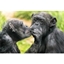 Picture of Welsh Mountain Zoo Entry and Primate Experience for Two