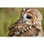 Picture of Online Meet and Greet with the Birds at Hilltop Birds of Prey