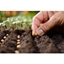 Picture of Online Peer Royal Horticultural Society Level 2 Plant Nutrition and Roots Course for One