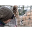 Picture of Entry to Paradise Wildlife Park and Feed the Big Cats For Two (Weekdays)