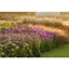 Picture of Online Professional Planting Design Course with an Expert for One