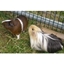 Picture of Family Animal Handling Experience at Animal Rangers