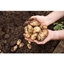 Picture of Online Expert Royal Horticultural Society Level 2 Plant Nutrition and Roots Course for One