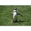 Picture of Welsh Mountain Zoo Entry and Humboldt Penguin Experience for Two