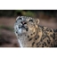 Picture of Welsh Mountain Zoo Entry and Snow Leopard Experience for Two